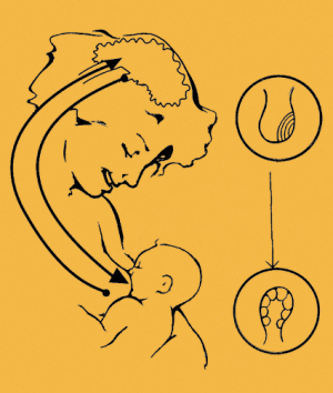 animated-breastfeeding-image-0012