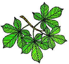 animated-leaf-image-0160