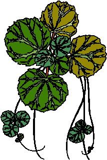 animated-leaf-image-0184