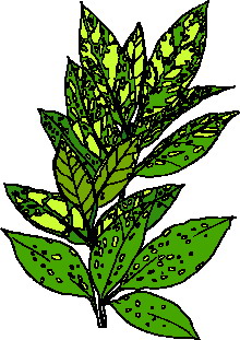 animated-leaf-image-0213