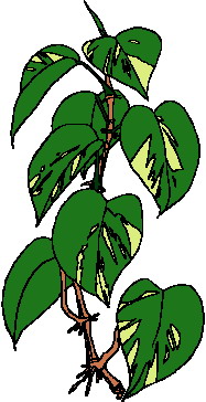 animated-leaf-image-0240
