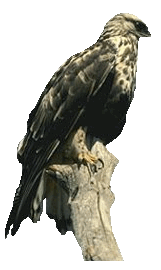 animated-falcon-image-0005