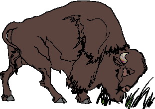 animated-buffalo-image-0071