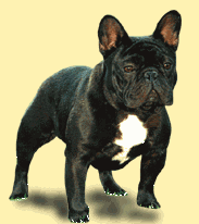 animated-french-bulldog-image-0001