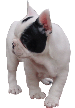 animated-french-bulldog-image-0020