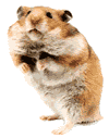 animated-guinea-pig-image-0055