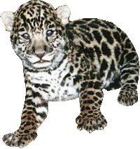 animated-leopard-image-0013