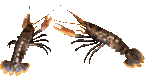 animated-lobster-image-0002