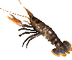 animated-lobster-image-0003