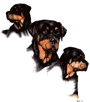animated-rottweiler-image-0003