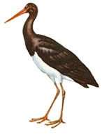animated-stork-image-0008