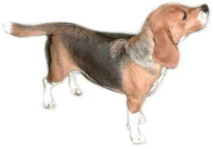 animated-beagle-image-0005