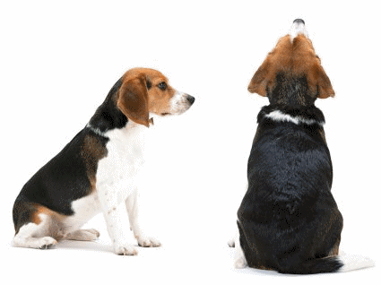 animated-beagle-image-0022