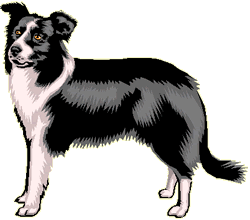 animated-border-collie-image-0002