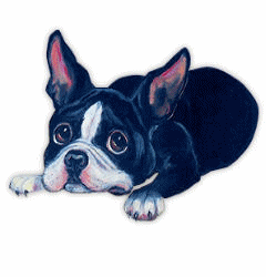 animated-boston-terrier-image-0007