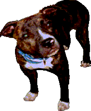 animated-bull-terrier-image-0024