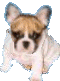animated-bulldog-image-0019