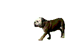 animated-bulldog-image-0021