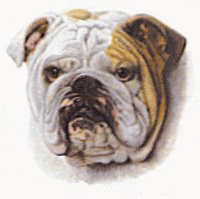 animated-bulldog-image-0050