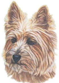 animated-cairn-terrier-image-0003