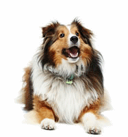 animated-collie-image-0010