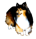 animated-collie-image-0012