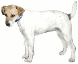 animated-jack-russell-terrier-image-0023