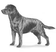 animated-labrador-image-0025