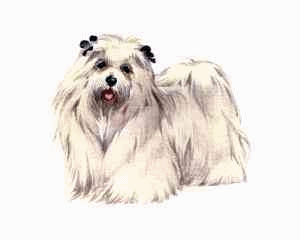animated-maltese-dog-image-0010