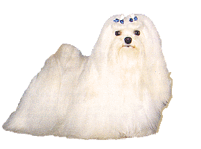 animated-maltese-dog-image-0031