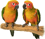 animated-parakeet-image-0006