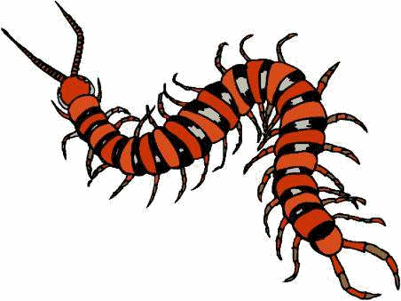 animated-centipede-image-0009