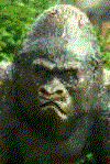 animated-gorilla-image-0007