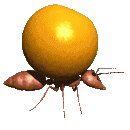 animated-ant-image-0036