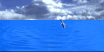 animated-dolphin-image-0008