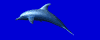 animated-dolphin-image-0009