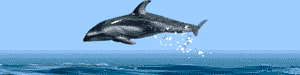 animated-dolphin-image-0052