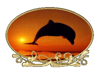 animated-dolphin-image-0118