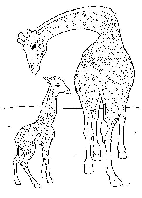 animated-coloring-pages-giraffe-image-0018