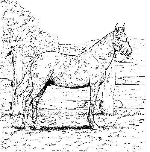 animated-coloring-pages-horse-image-0033