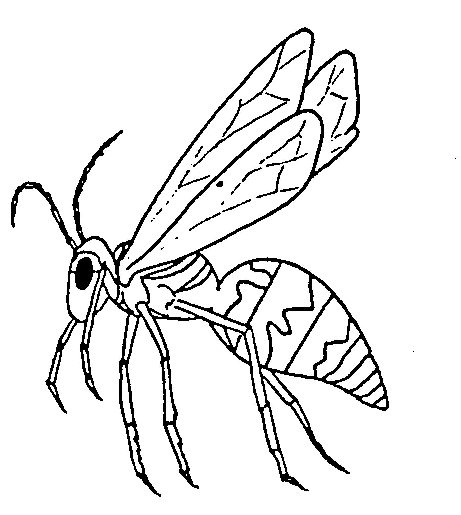 animated-coloring-pages-insect-image-0008