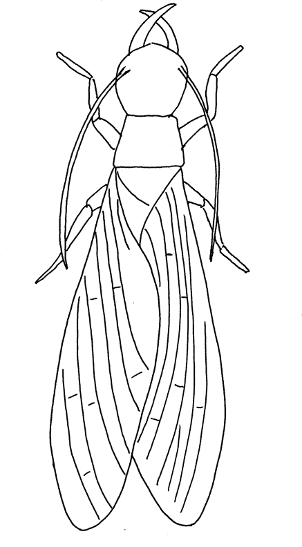 animated-coloring-pages-insect-image-0027