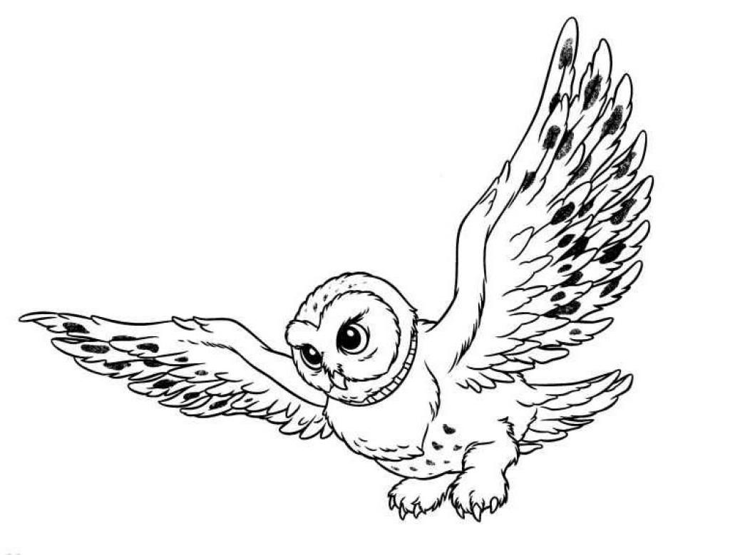 animated-coloring-pages-owl-image-0005