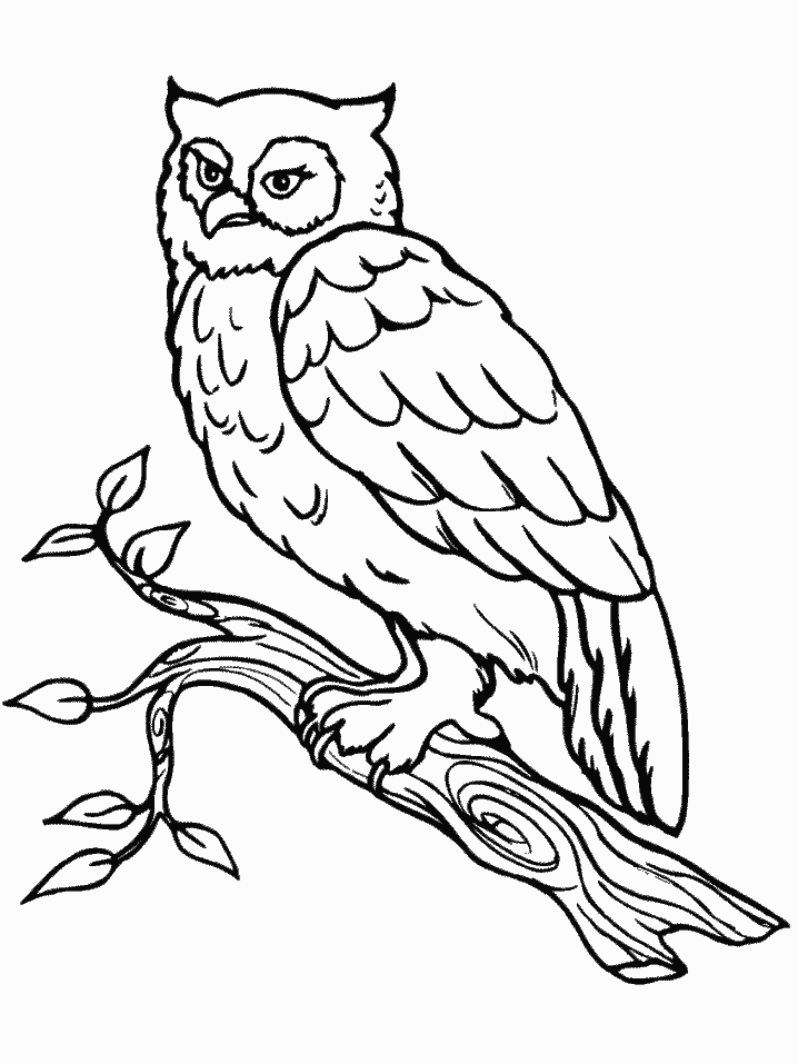 animated-coloring-pages-owl-image-0011