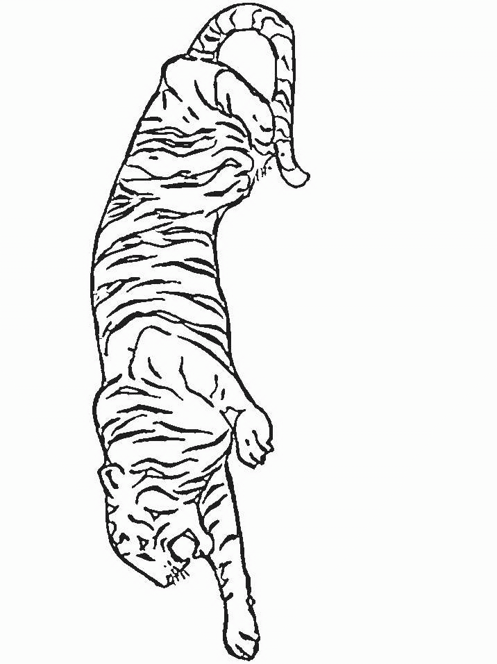 animated-coloring-pages-tiger-image-0002