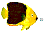 animated-fish-image-0369