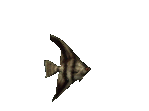 animated-fish-image-0372