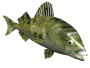 animated-fish-image-0523