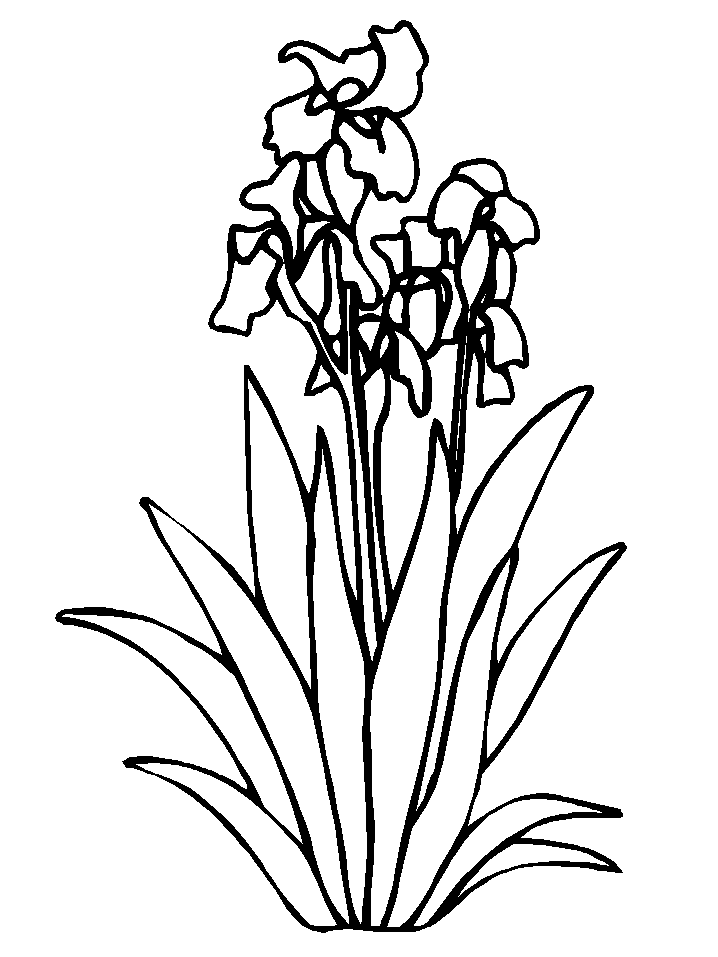 animated-coloring-pages-flower-image-0021