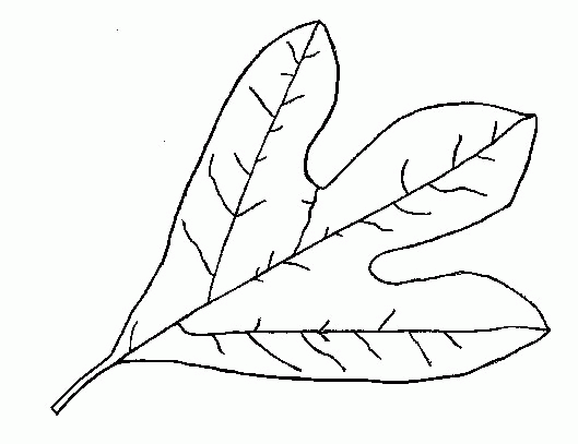 animated-coloring-pages-leaf-image-0014